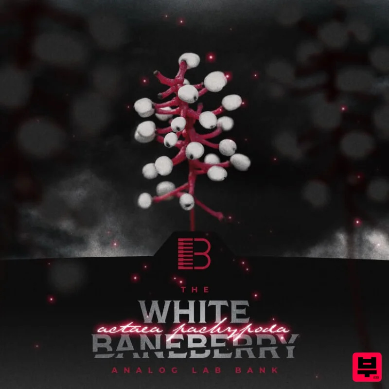 Brandon Chapa White Baneberry (Analog Labs Bank) - Professional Music Instrument Photo