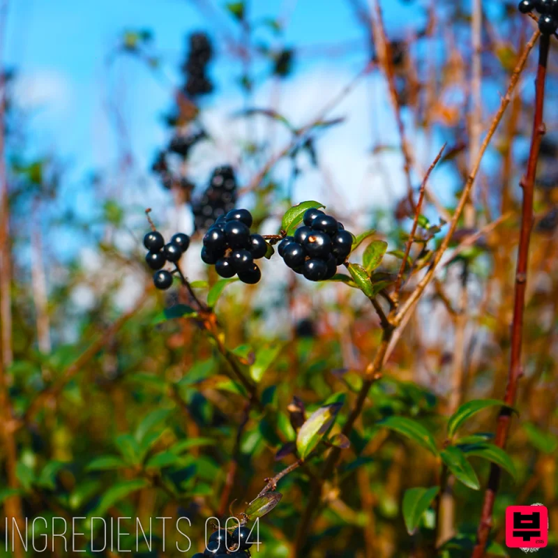 SmallPrint Ingredients SmallPrint Ingredients 004 - Seanote - Dubstep