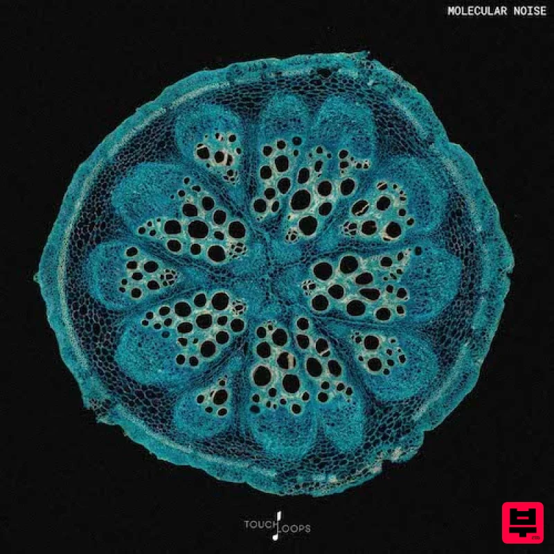 Touch Loops Molecular Noise - Electronica